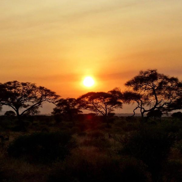 How Many Days Should I Spend in Serengeti National Park?