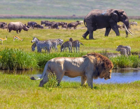 The best 7 Days Tanzania wildlife Safari in 2025/2026