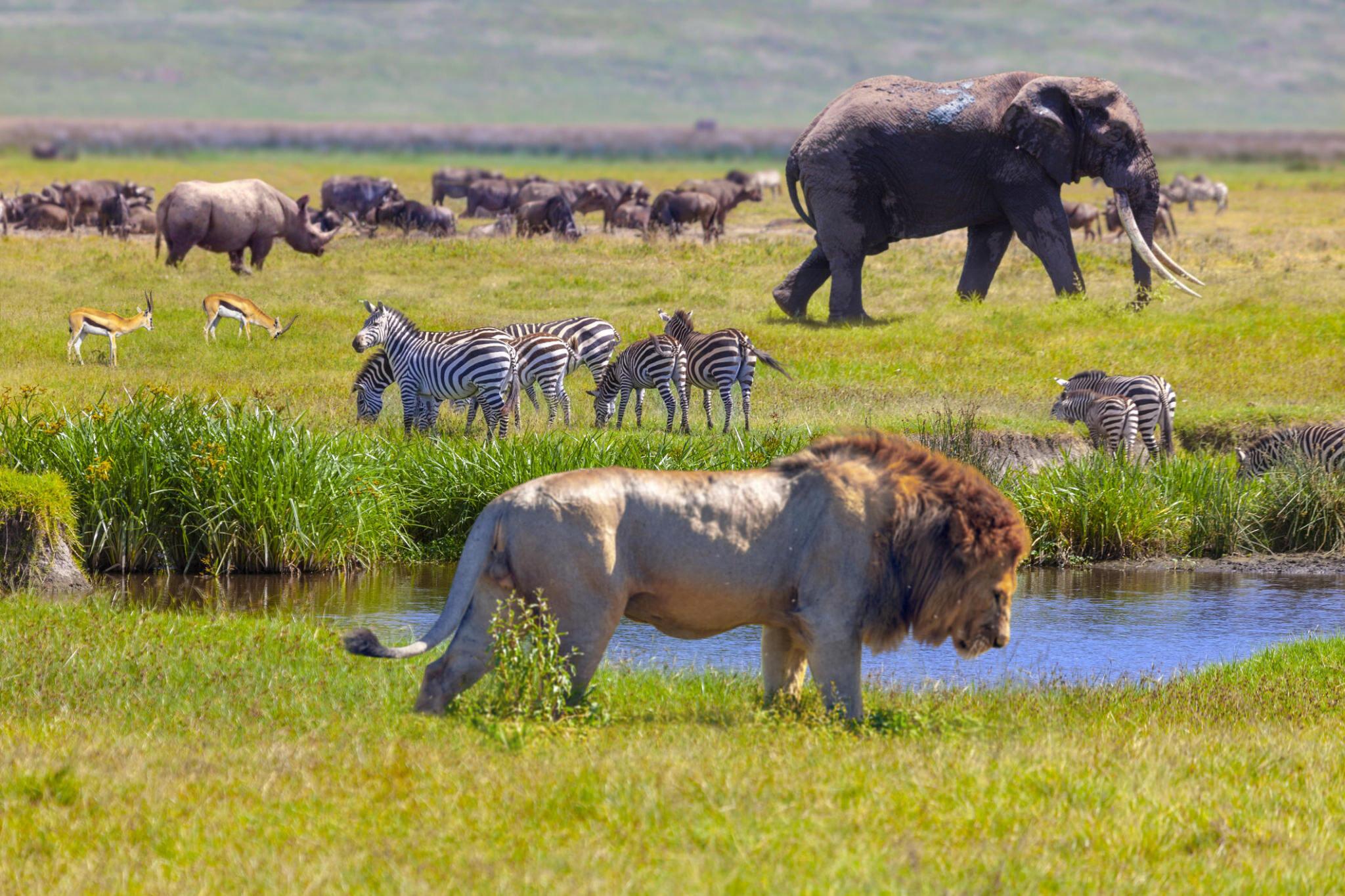 The best 7 Days Tanzania wildlife Safari in 2025/2026