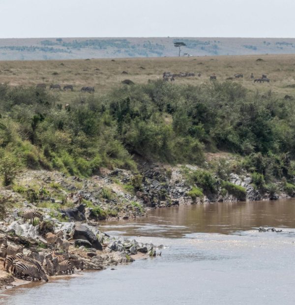 The best 8 Day Safari Holiday – Wildebeest Migration 2025/2026