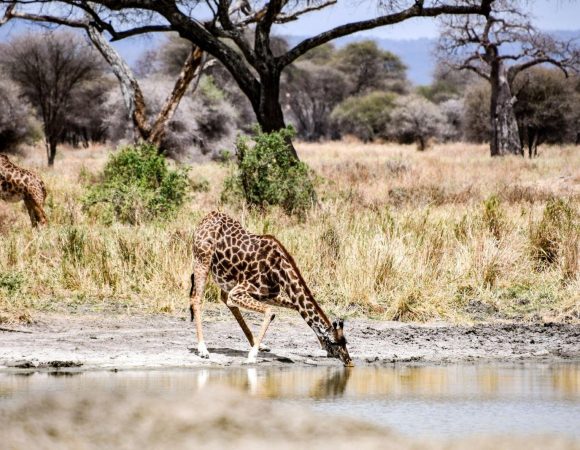 The best 7 Days Kenya and Tanzania Fly-in Migration Safari 2025