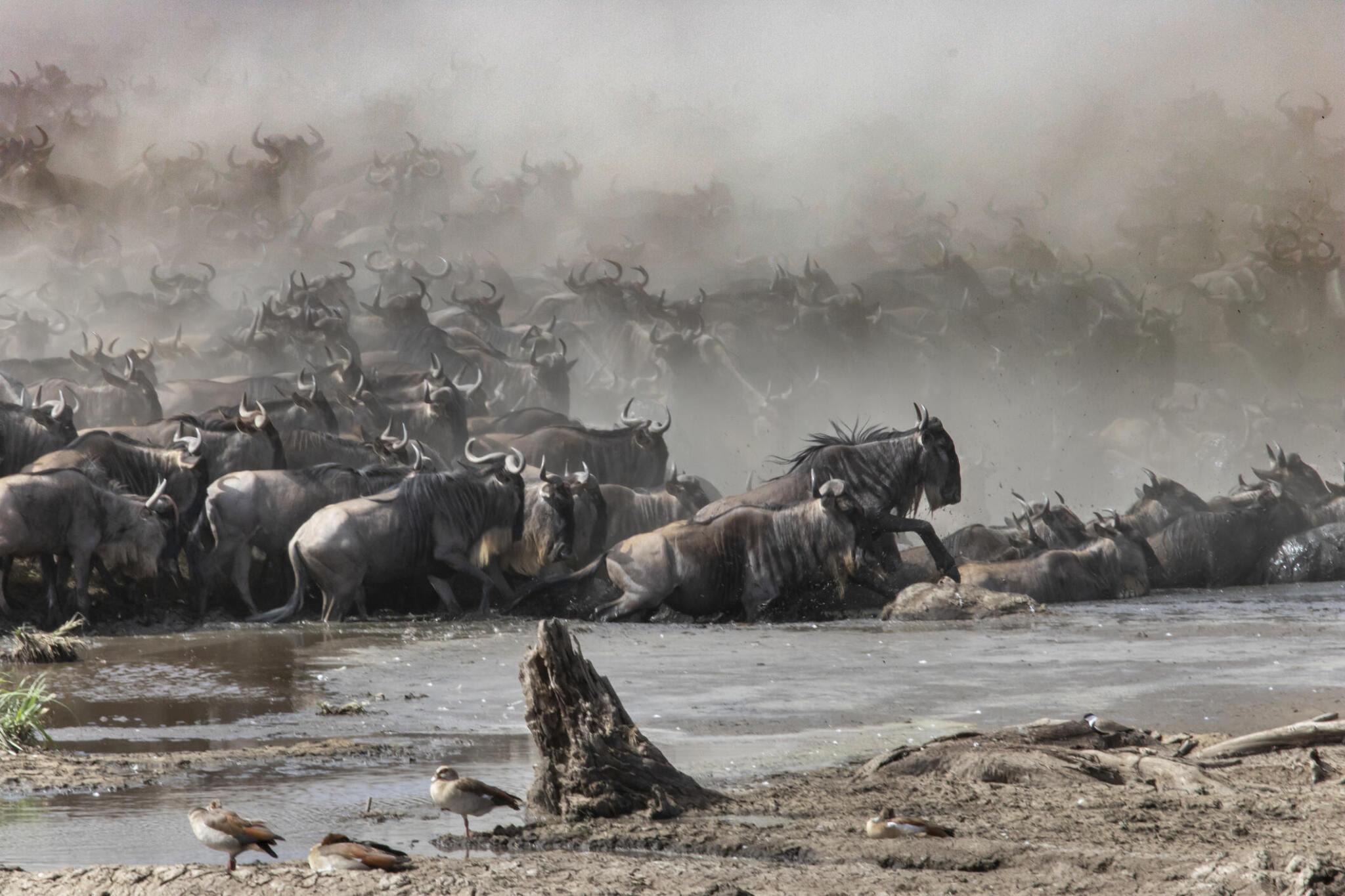 Wildebeest Migration