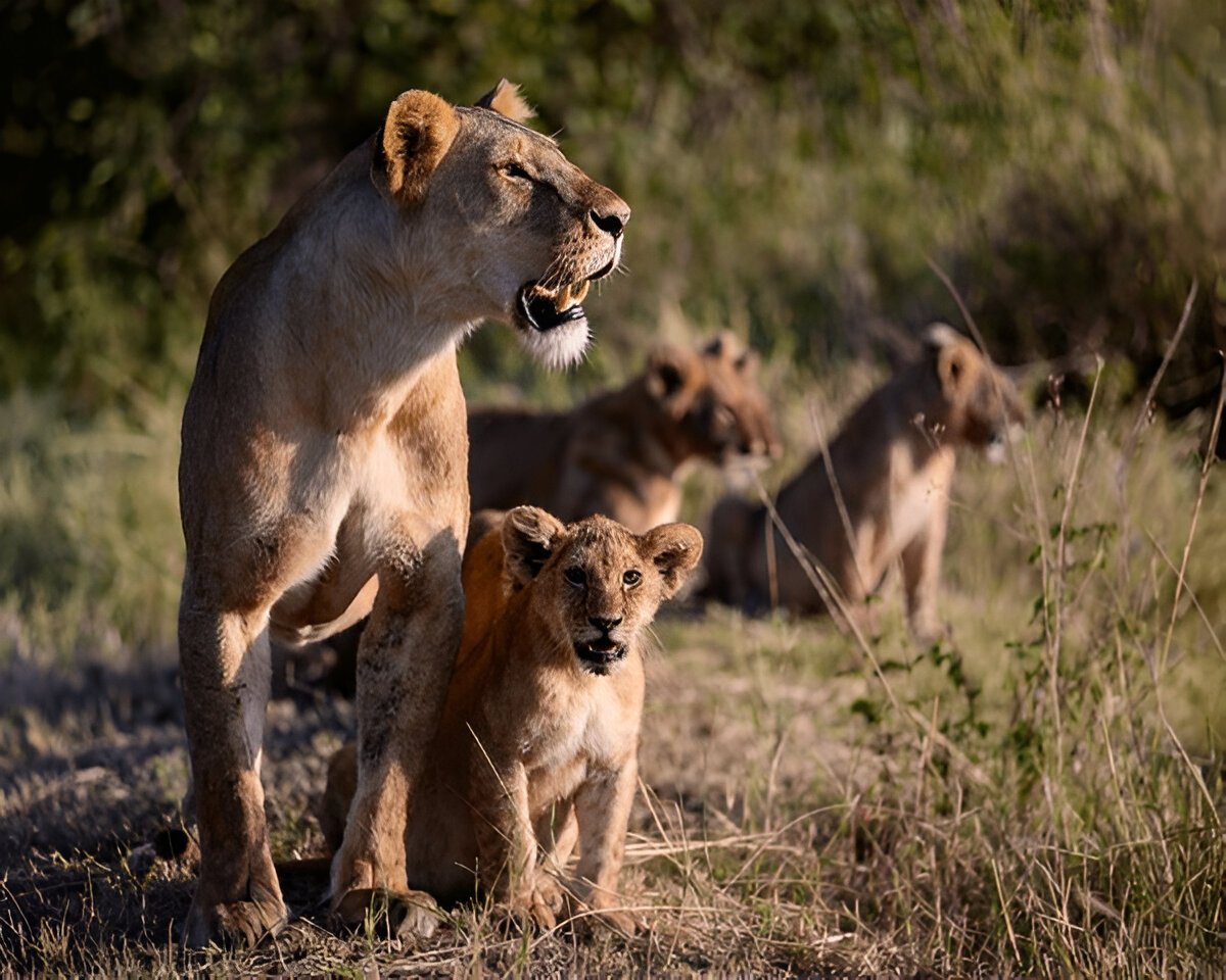  Tanzania Wildlife Safaris