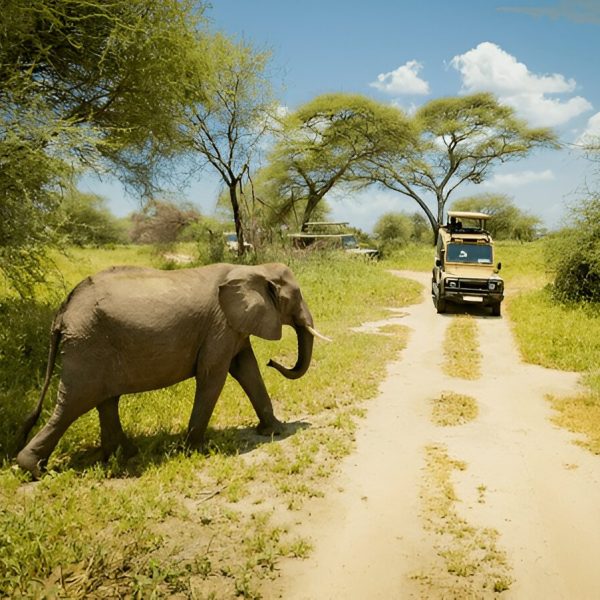 Best Time to Visit Tanzania with Summerwinter Africa Adventures
