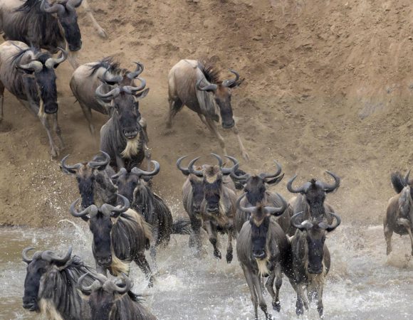 The greatest Wildebeest Migration in Serengeti National Park