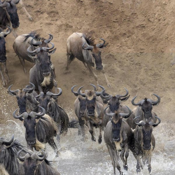 The greatest Wildebeest Migration in Serengeti National Park