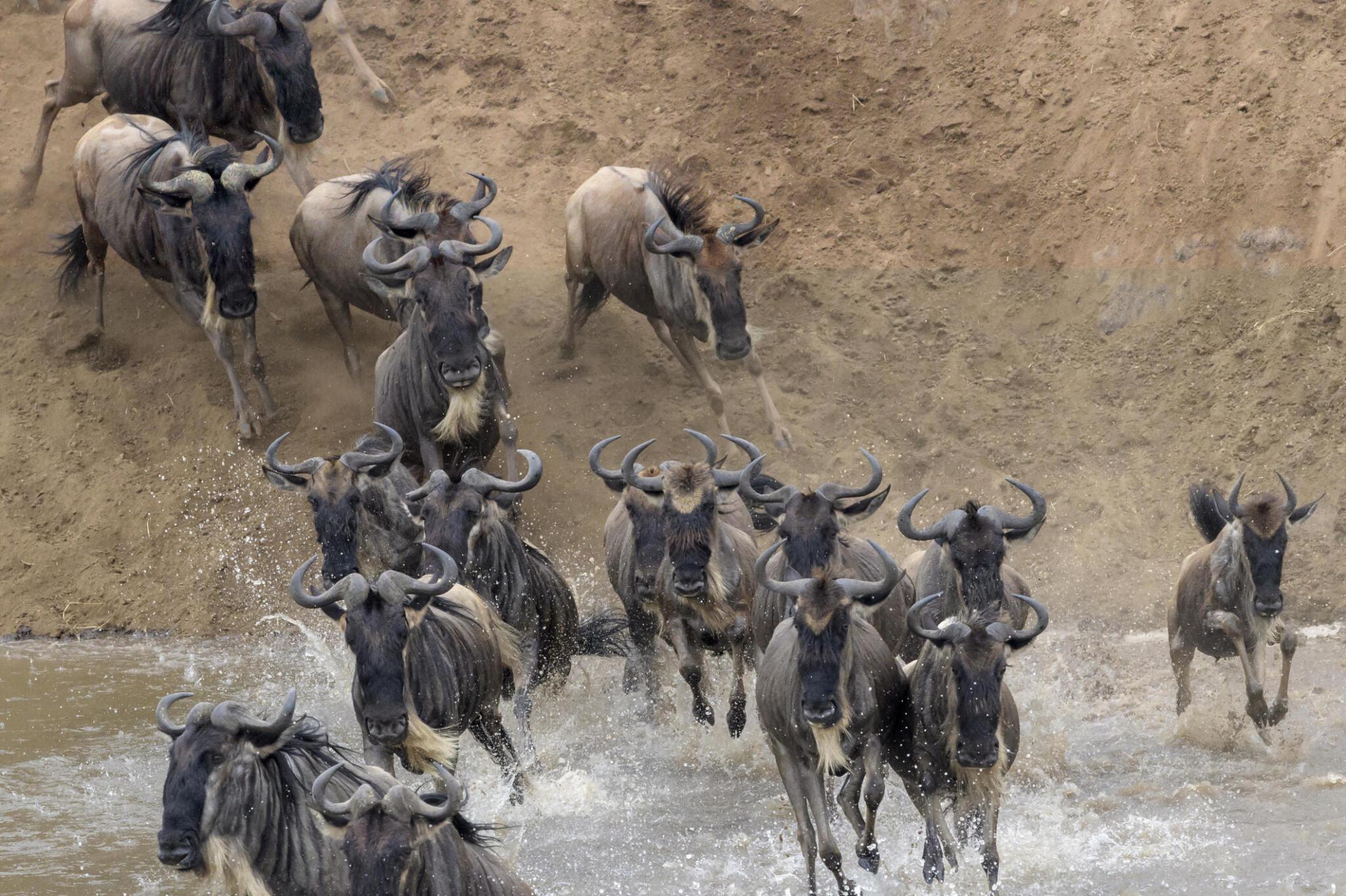  Serengeti wildebeest Migration