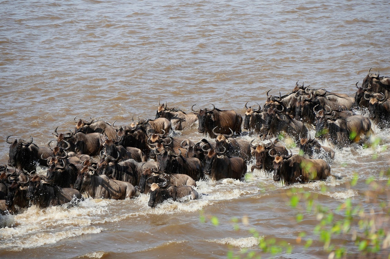 3-Day Beautiful Wildlife Safari