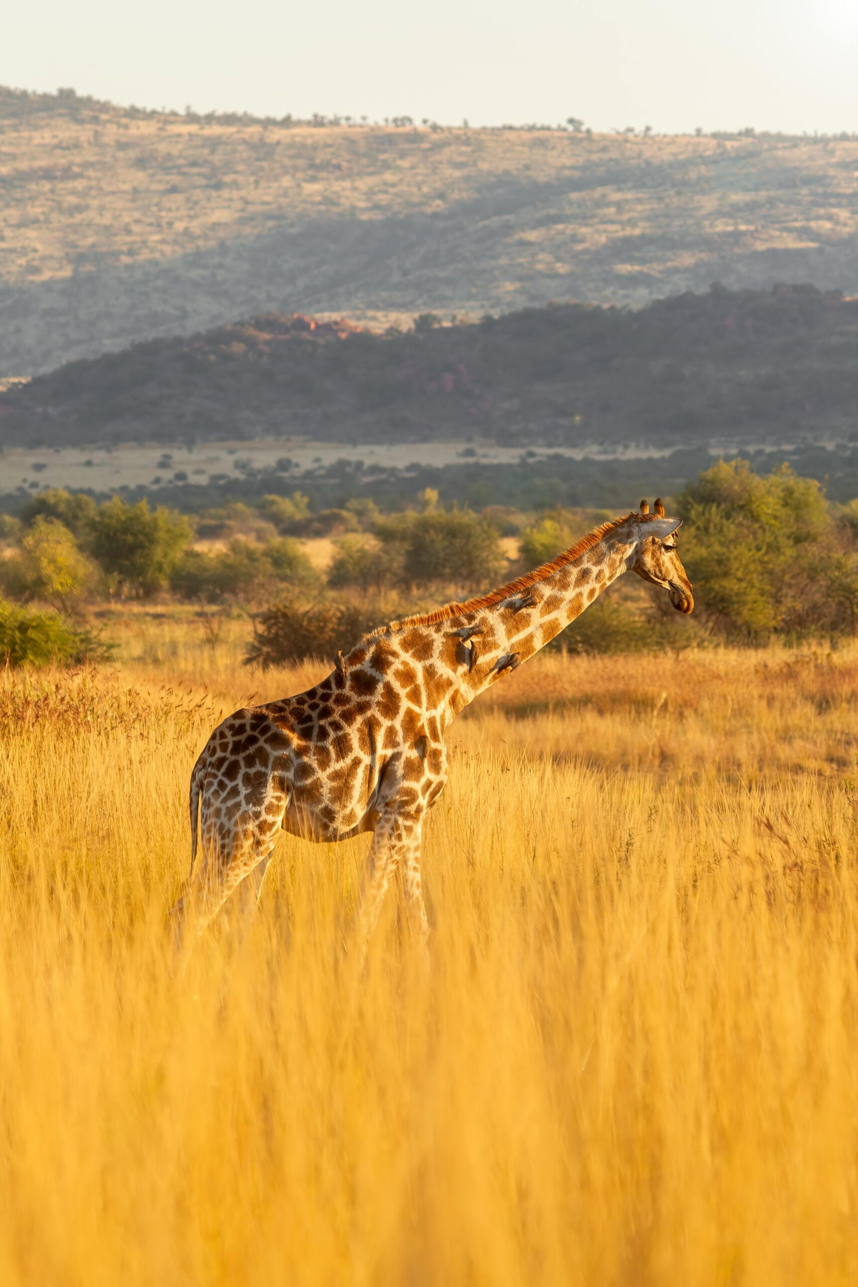 An Extraordinary Wildlife 1-Day Photography Adventure