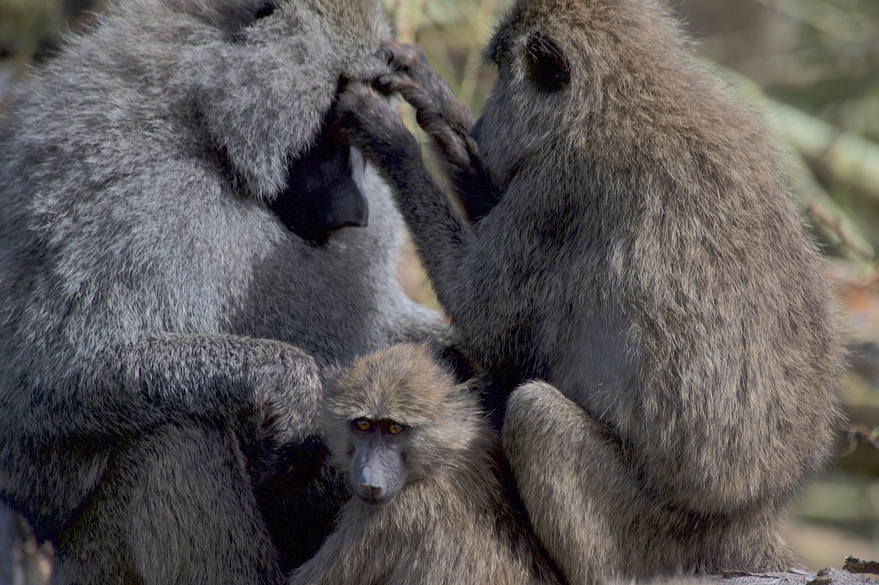 An Extraordinary Wildlife 4-Day Photography