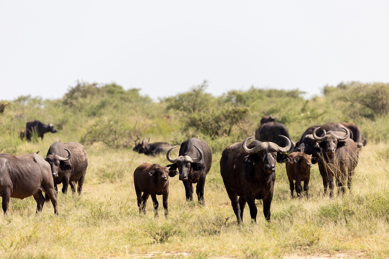 9-Day Beautiful Wildlife Safari