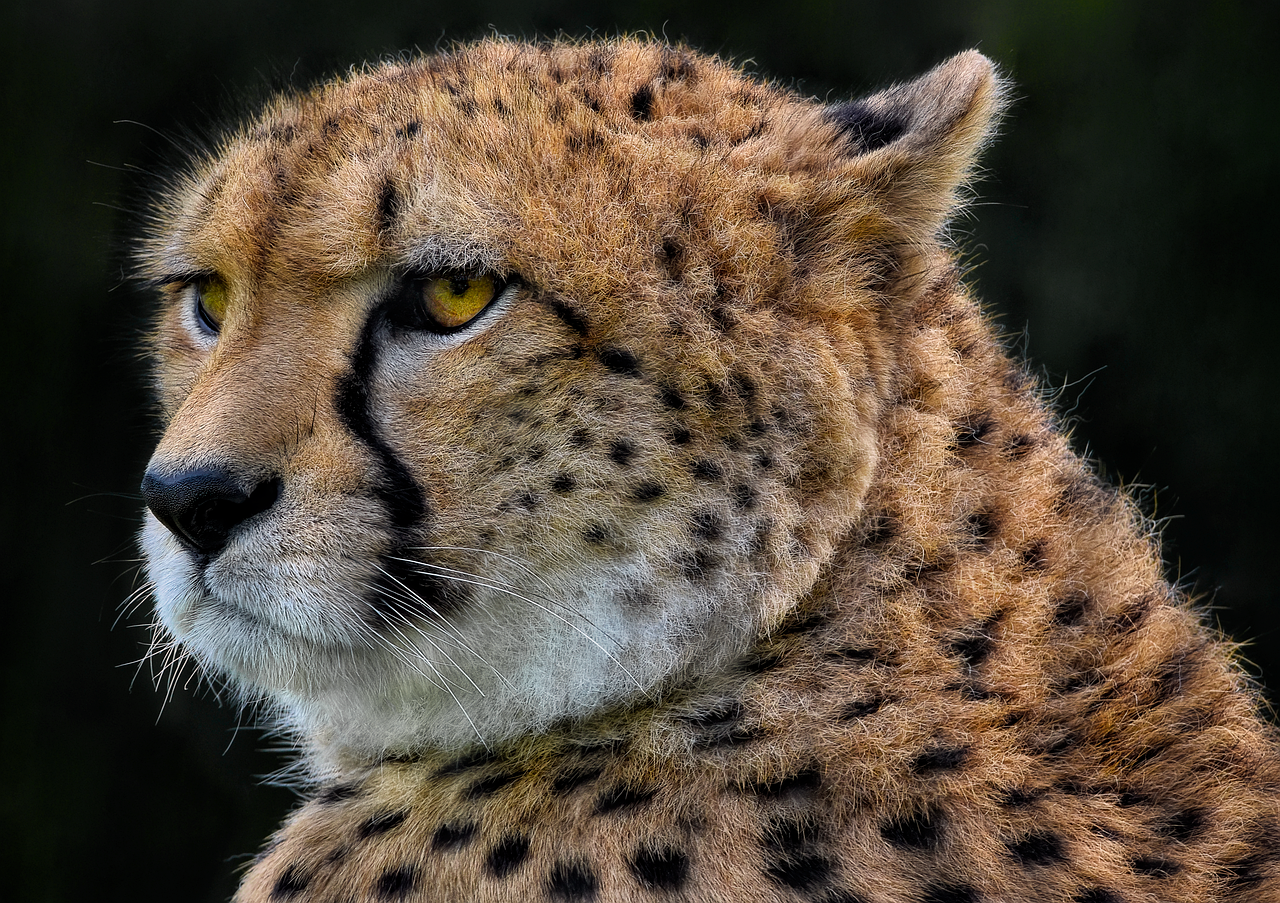 Cheetah in Tanzania
