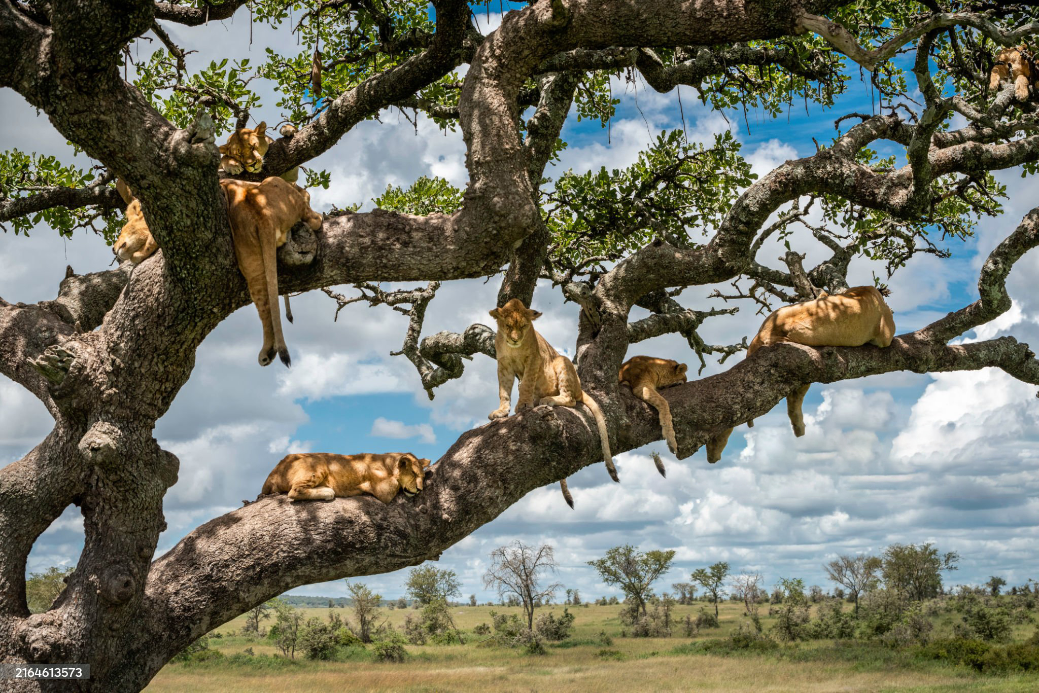 The best 8 days Serengeti safari in Tanzania