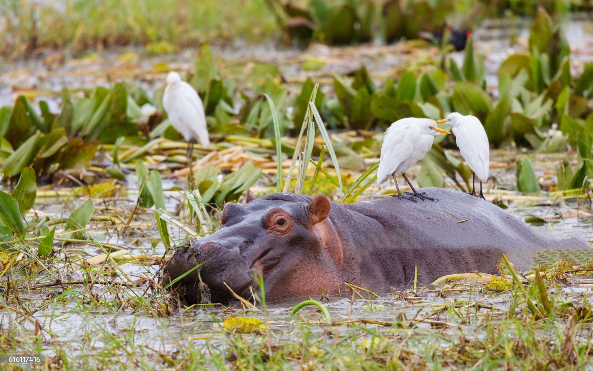 An Extraordinary Wildlife 7-Day Photography