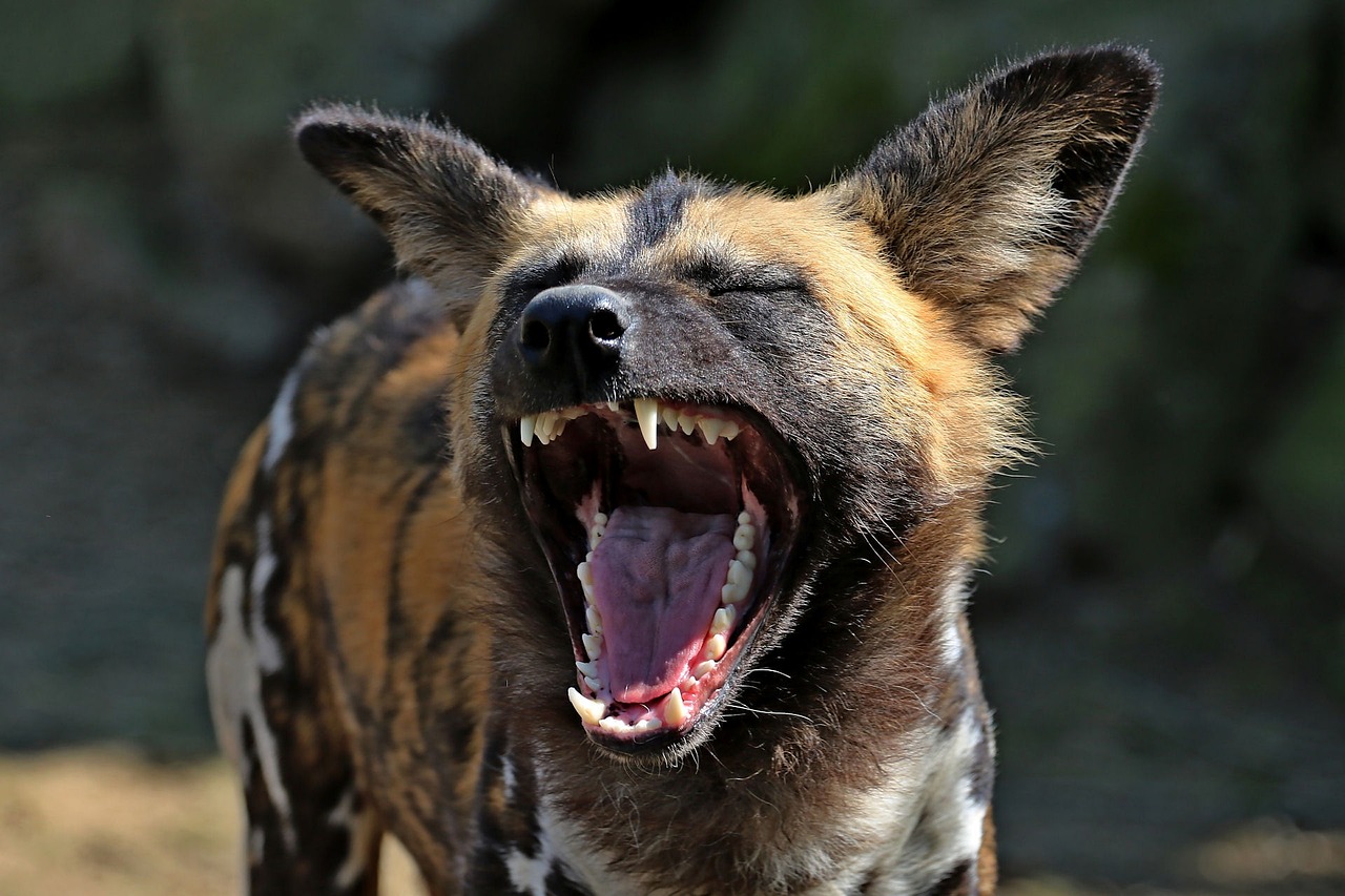10-Day Beautiful Wildlife Safari