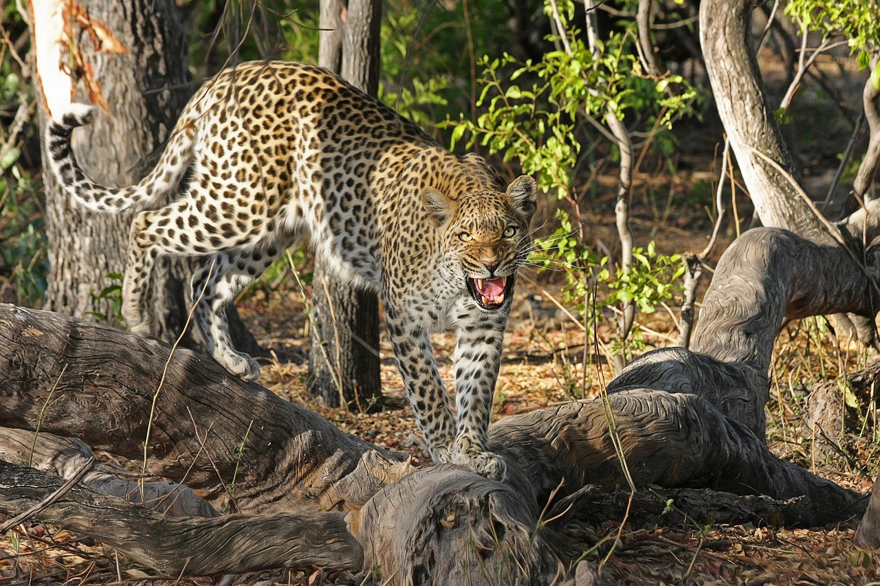 An Extraordinary Wildlife 8-Day Photography