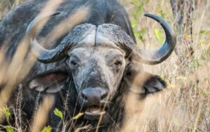 AFCON 7-Day Safari