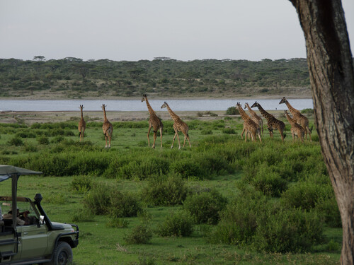8-Day Beautiful Wildlife Safari