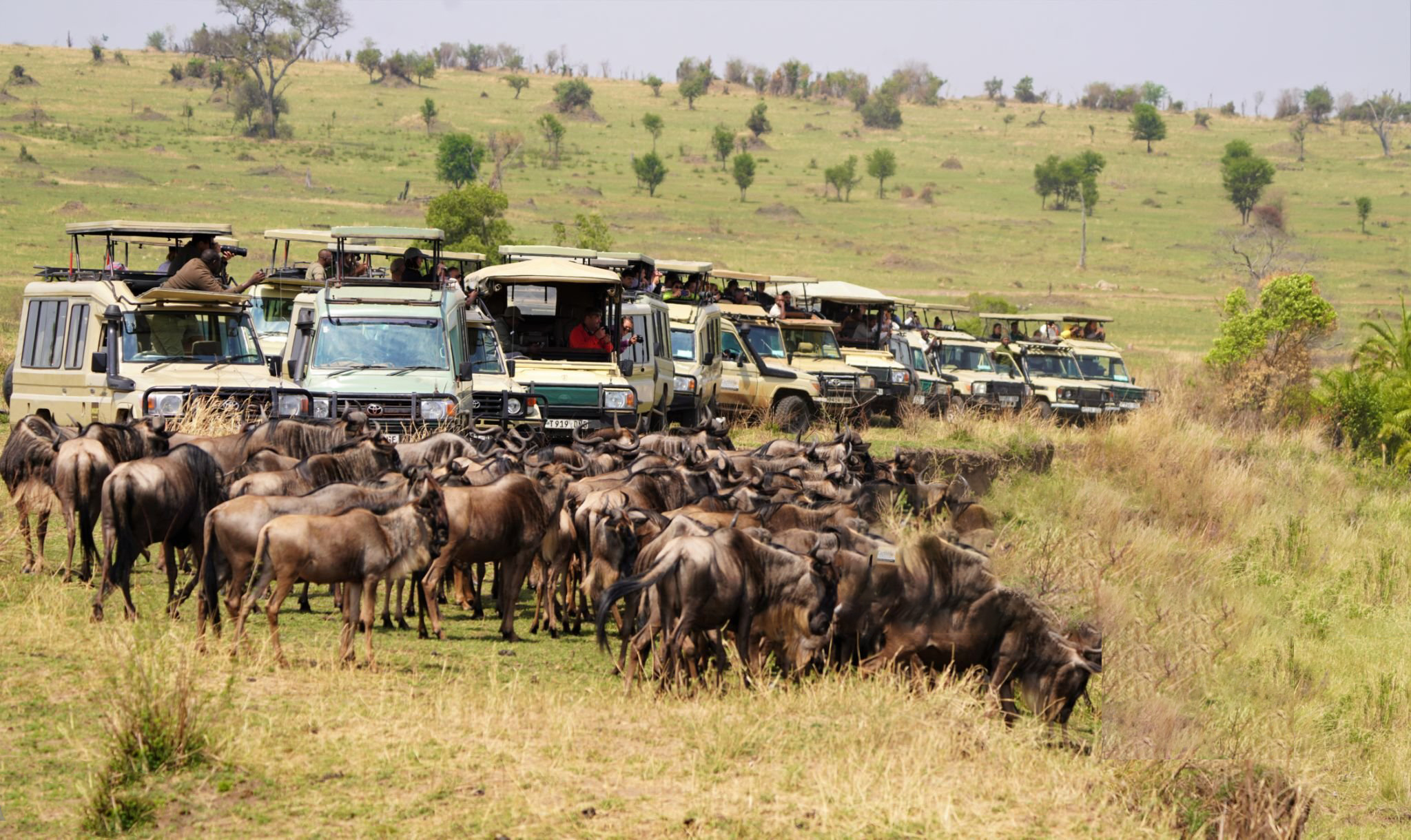 Safari in Tanzania