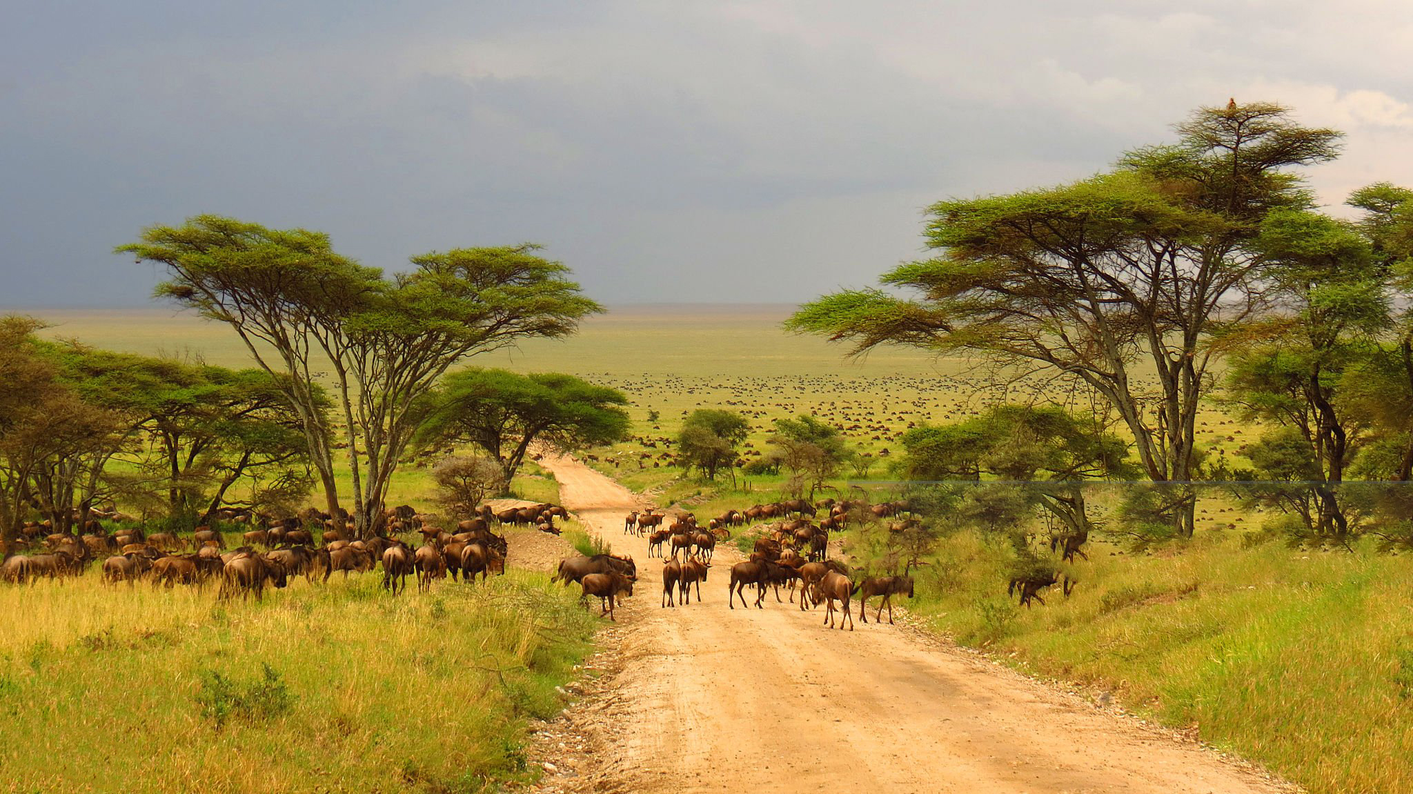 Tanzania northern circuit