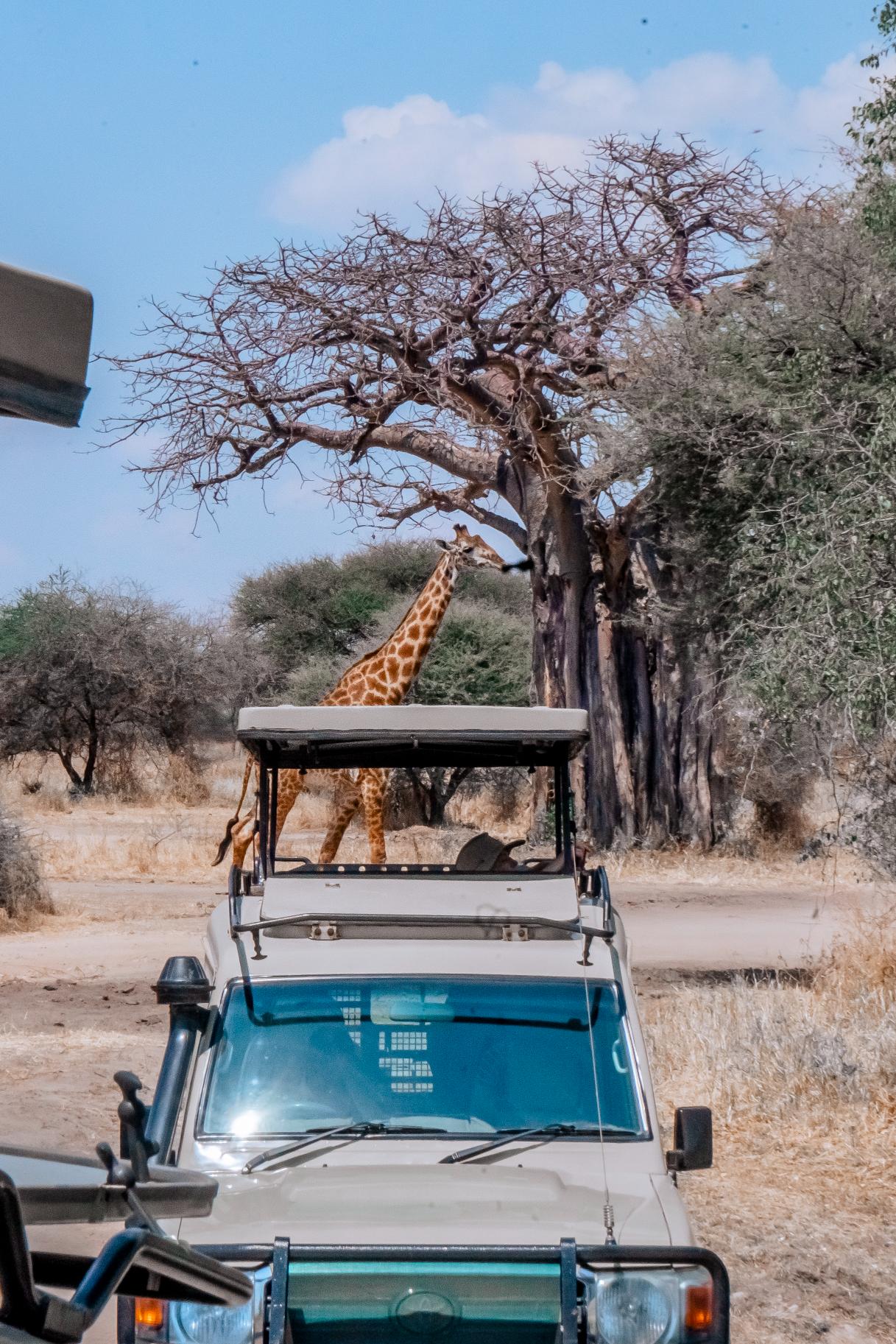 The best 8-Day Classic Tanzania Honeymoon
