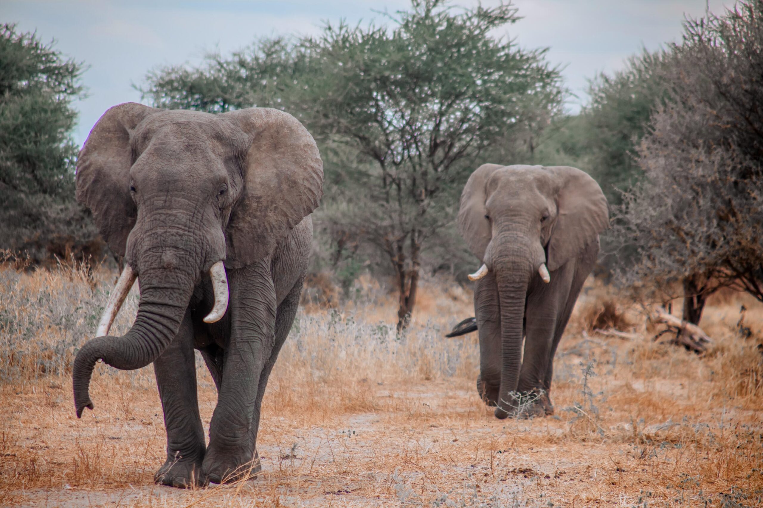8-Day Tanzania Photographic Safari