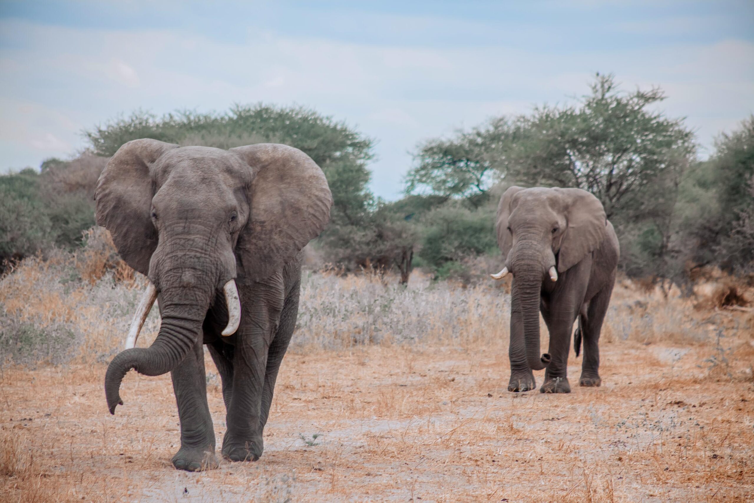 2-Day Photographic Safari