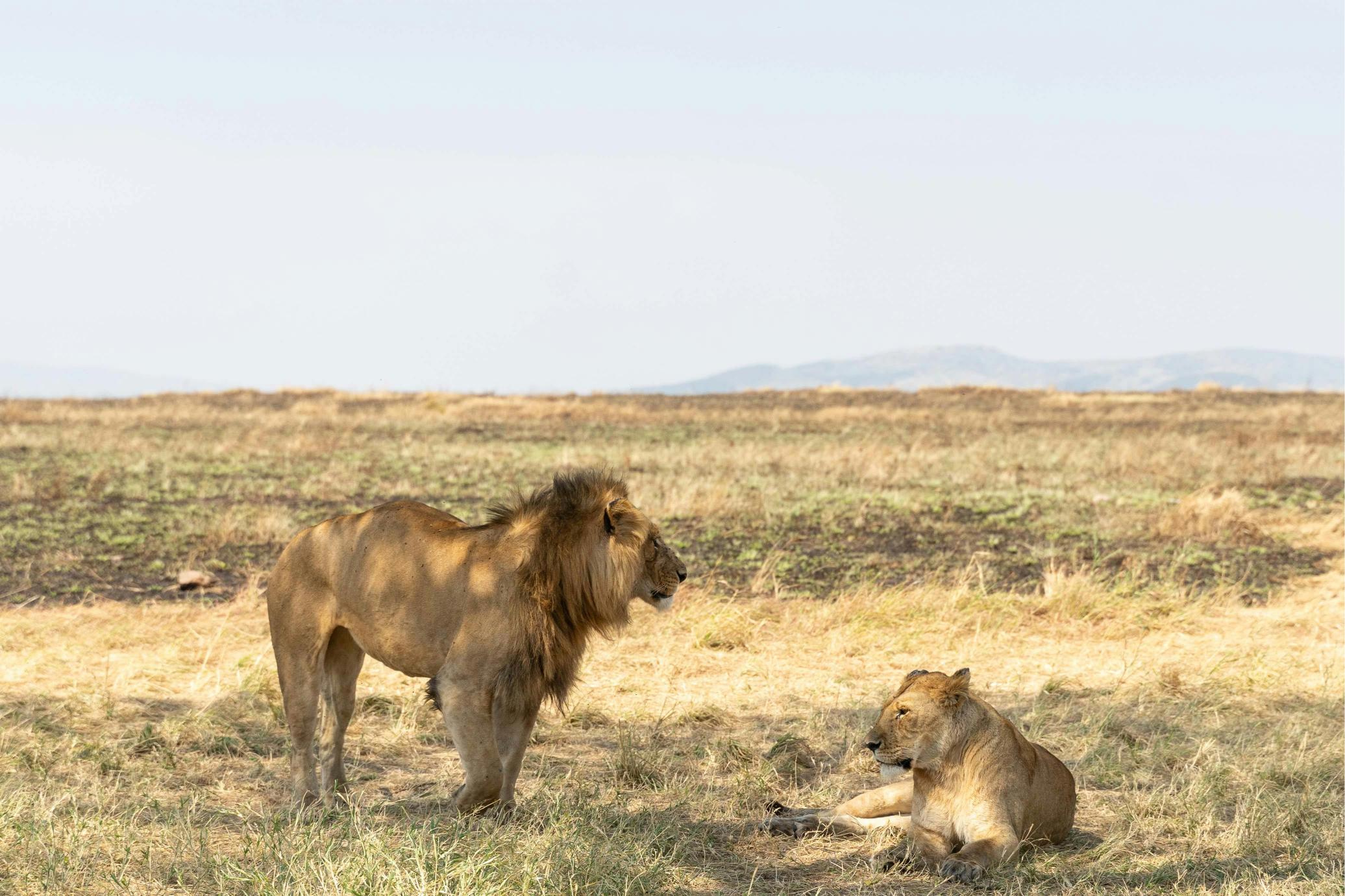 The Best 7 Days Lake Manyara, Tarangire, Serengeti & Ngorongoro Safari 2026 & 2027