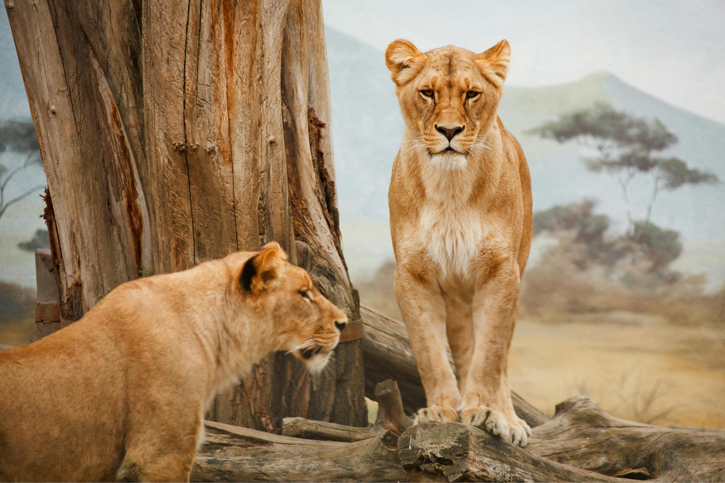 The Best 7 Days Lake Manyara, Tarangire, Serengeti & Ngorongoro Safari 2026 & 2027