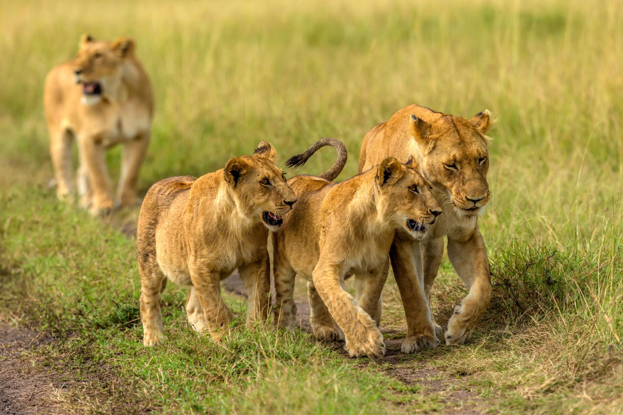 Best Ultimate 4 Days Serengeti Safari 2027, 2028 & 2029