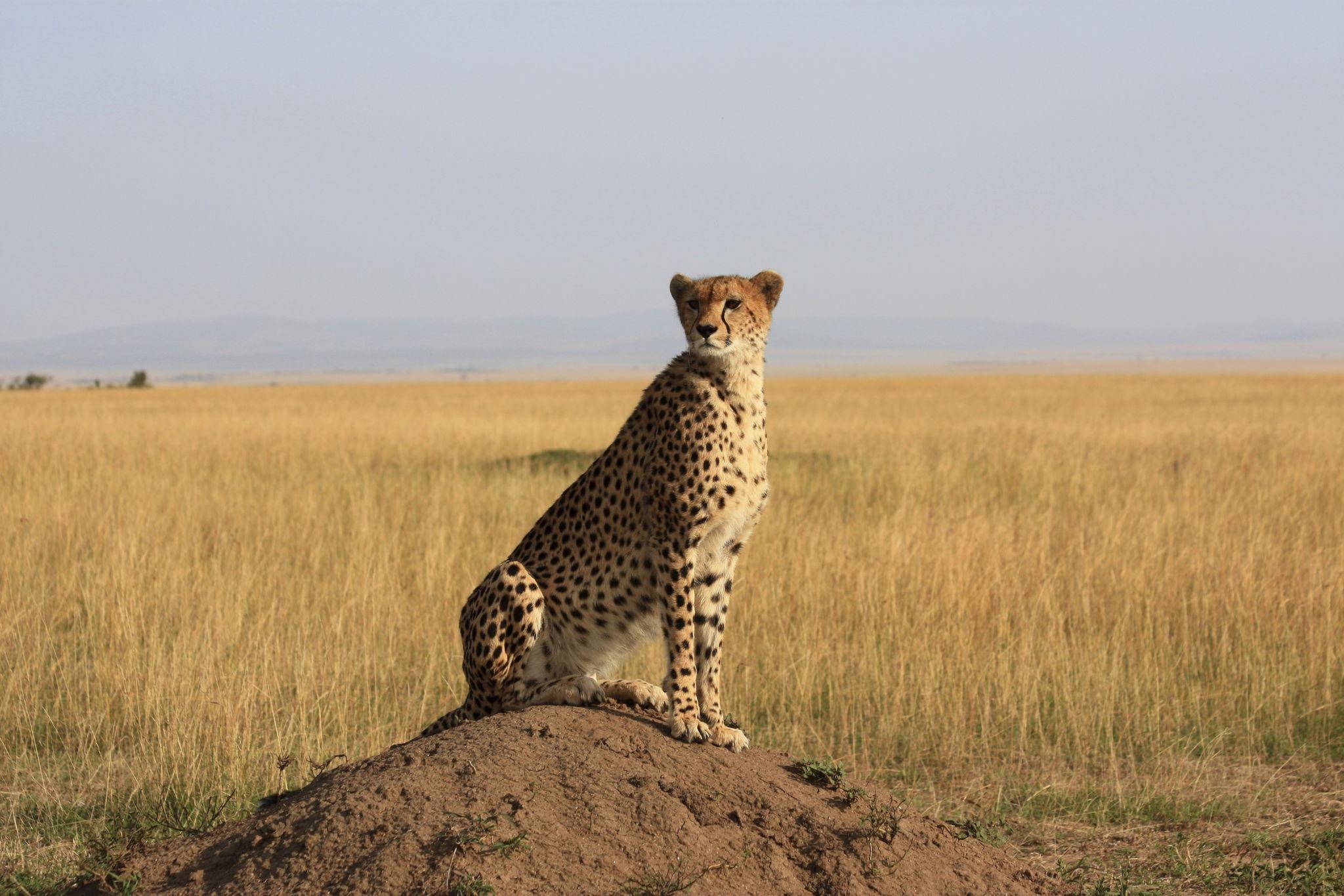 Best Ultimate 4 Days Serengeti Safari 2027, 2028 & 2029