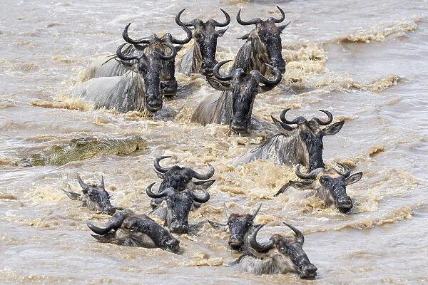 Best Ultimate 3 Days Serengeti Safari 2027, 2028 & 2029