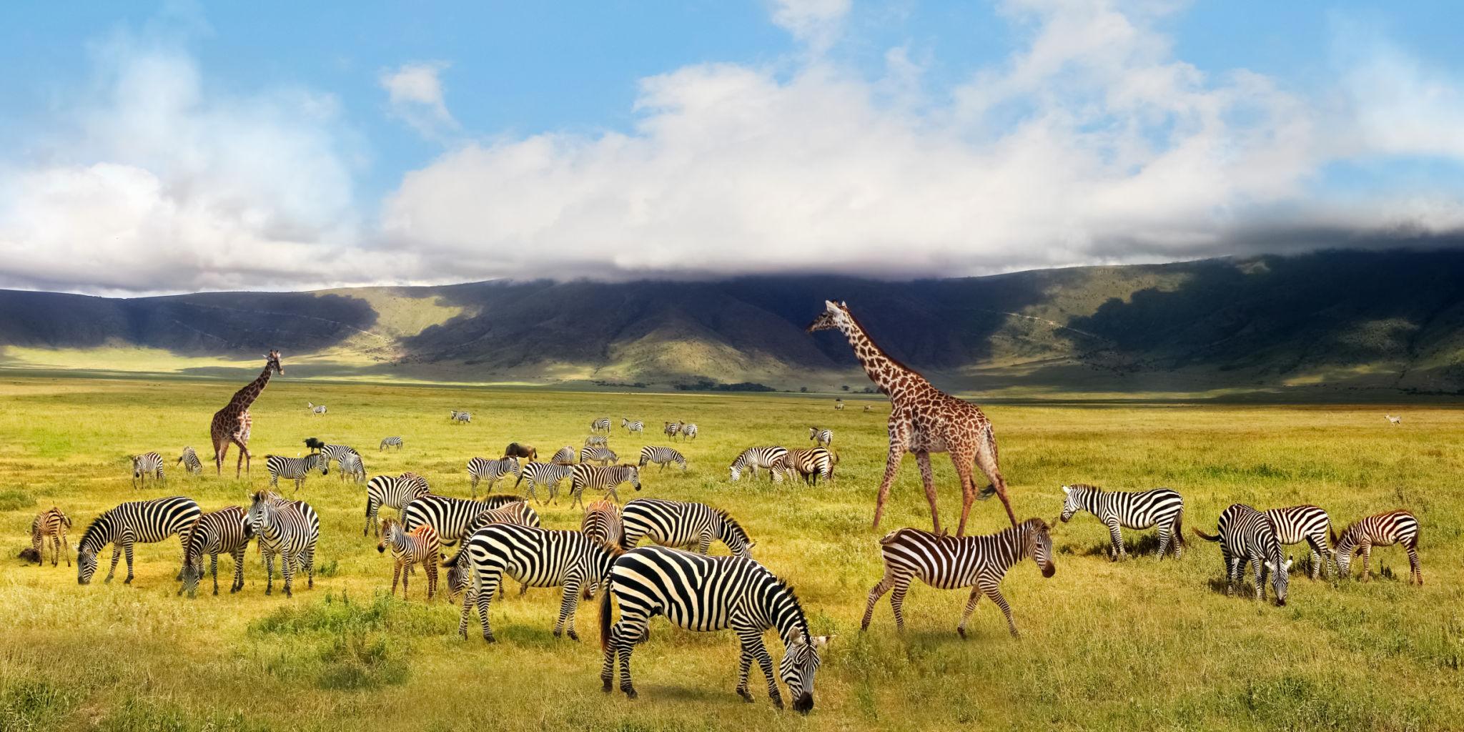 Best Ultimate 6 Days Tanzania Safari 2027, 2028 & 2029