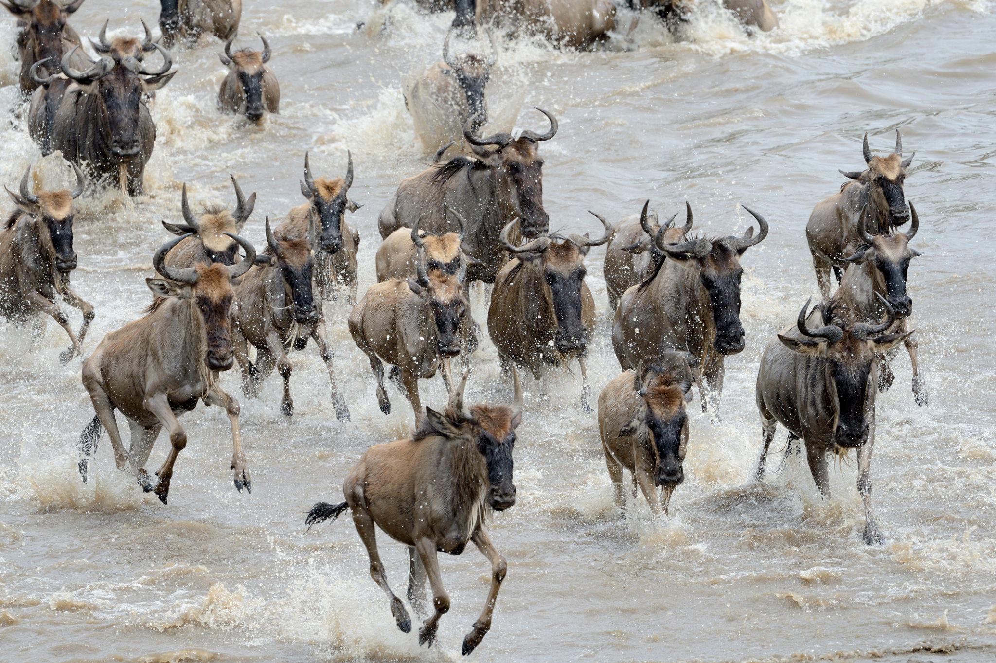 Best Ultimate 5 Days Migration Safari 2027, 2028 & 2029