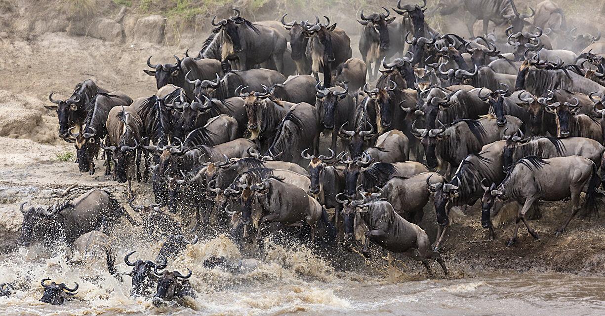 Best Ultimate 5 Days Migration Safari 2027, 2028 & 2029