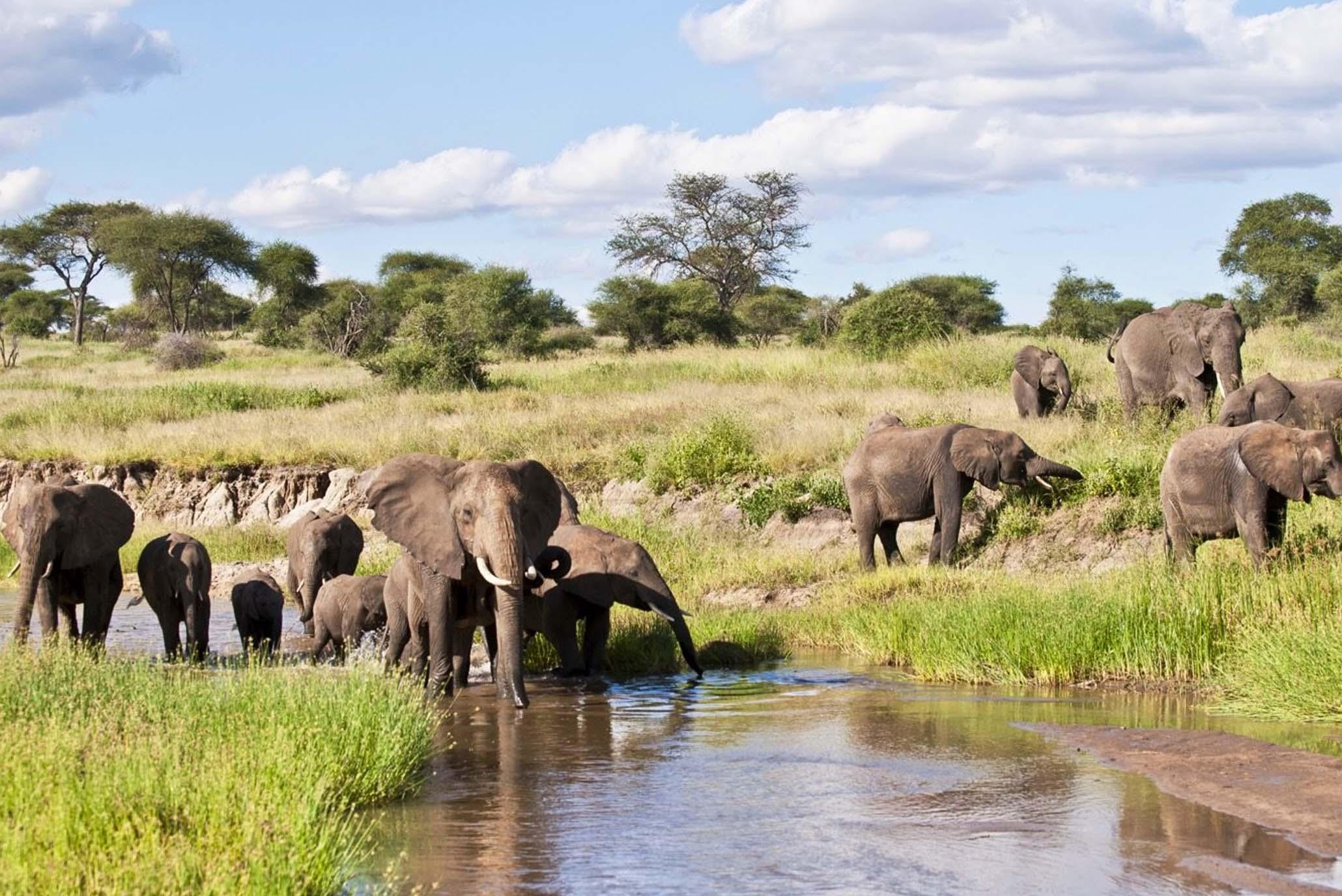 Best Ultimate 6 Days Tanzania Safari 2027, 2028 & 2029