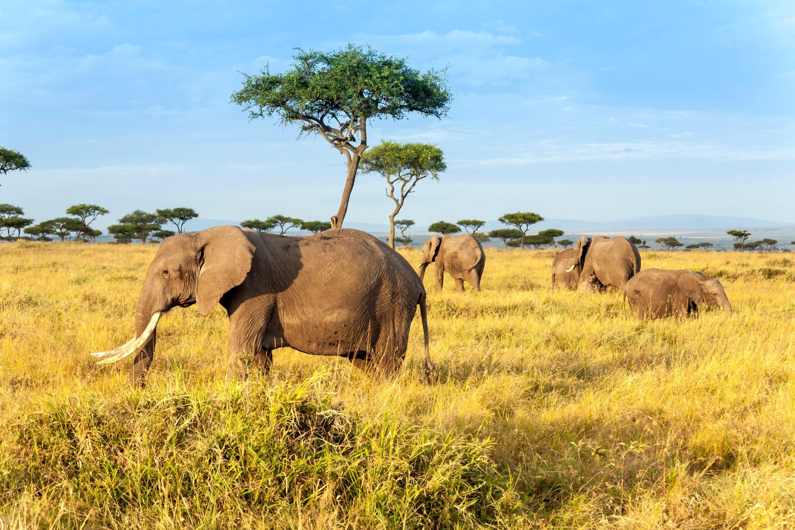 Best Ultimate 5 Days Tanzania Safari 2027, 2028 & 2029
