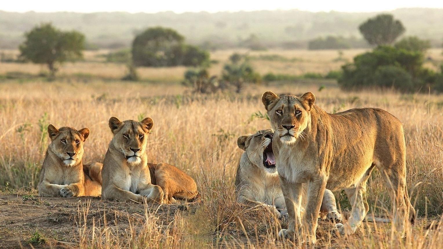 Best Ultimate 6 Days Serengeti Migration Safari 2027, 2028 & 2029​